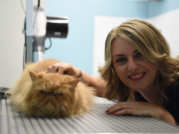 Dott.ssa Annamaria Rienzi di Amici Animali con un gatto persiano