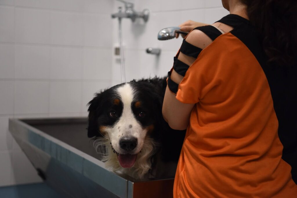 Cane durante il bagno nella sala toelettatura di Amici Animali a Brescia