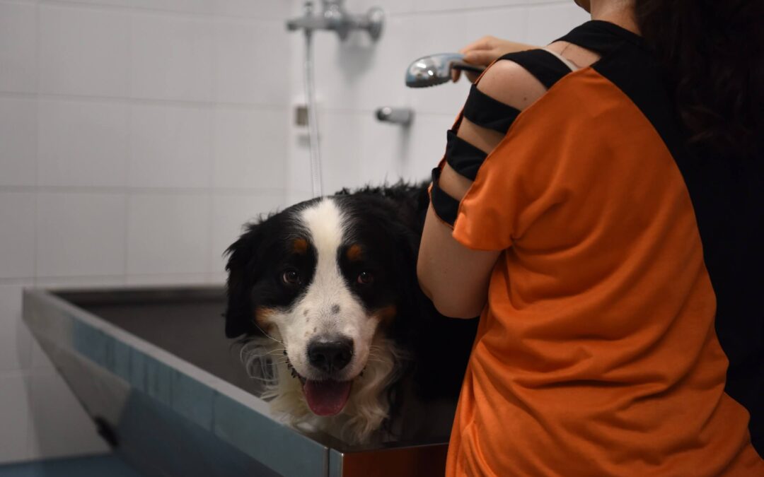 Muta del cane: quanto dura e perché non va rasato a zero